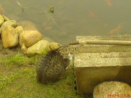 Wizyta kota = próba polowania na rybki