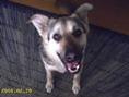 Remi Junior - ze świetnego psa po kastracji zrobiły sie ciepłe kluch, ale nie żałuje tego zabiegu!