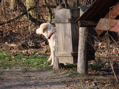 Kampinos 30-12-06