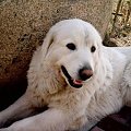 #pies #suczka #owczarek #podhalański #rodowód #Berta