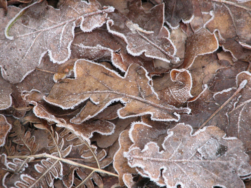 Szron na liściach potrafi robić ciekawe kompozycje #Liście #zima