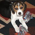 Maja - beagle