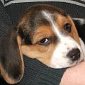 Maja - beagle