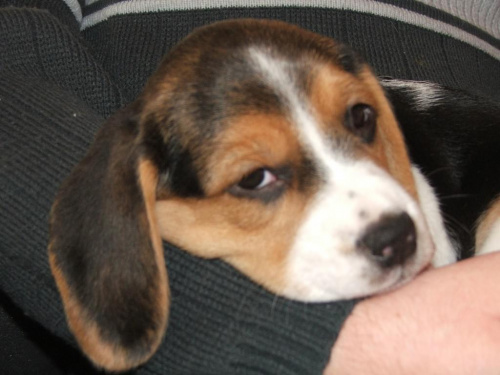 Maja - beagle