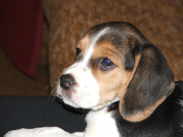 Maja - beagle