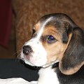 Maja - beagle