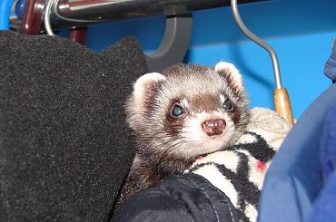 #tchórzofretka #FretkaZwierzak #drapieżnik #tchórz