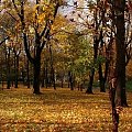 Park im Św. Jana Sarkandra (Stary Cmentarz) #Rybnik #Jesień #Parki #RybnickieParki