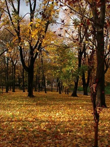Park im Św. Jana Sarkandra (Stary Cmentarz) #Rybnik #Jesień #Parki #RybnickieParki