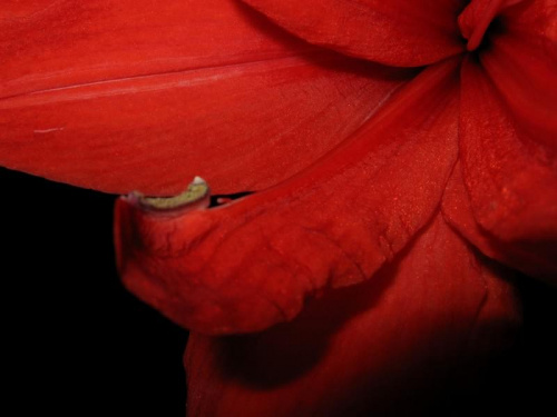 Red Peacock