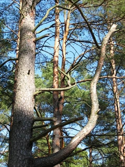 Dziwne drzewo #PuszczaPiska #Pisz #las #drzewa