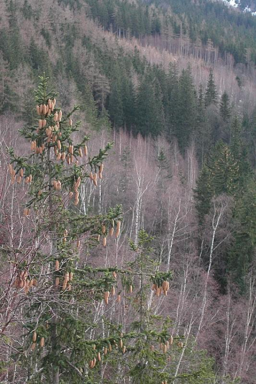 widok z Kruczych Skał