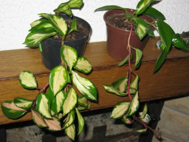 h.tricolor