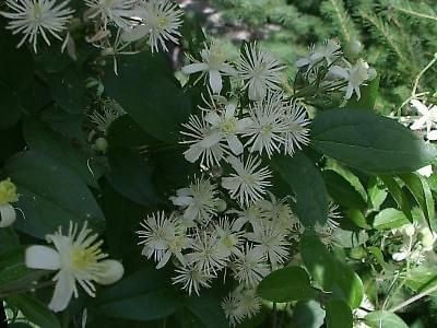 Clematis vitalba flowers