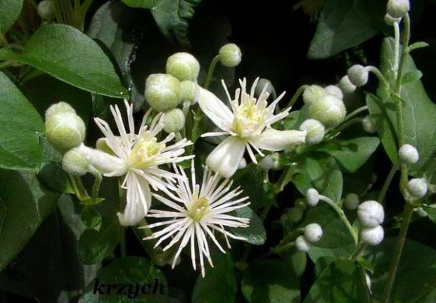 Powojnik pnący - Clematis vitalba www.ozdobnerosliny.pl