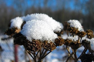 Chwast zimą :P #kwiatek #chwast