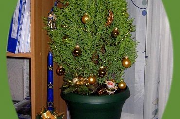 karpia nie uratowalam ale choinke tak!!! #świeta #choinka #inaczej