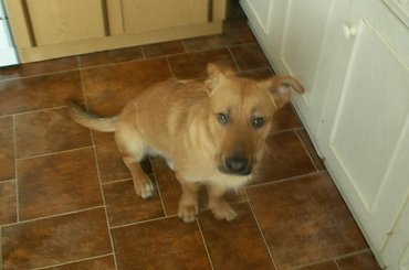 co ja zrobię, że mam taką minę - jak ktoś je, a ja nie :( #kundel #kundelek #pies #psy #zwierzaki #zwierzęta #bernardyn