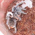 A.Seemanni L6