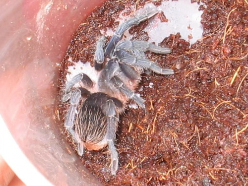 A.Seemanni L6