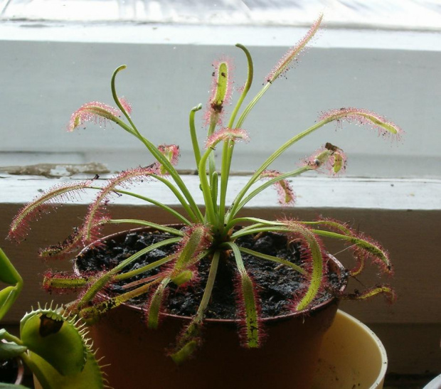 Dorosła rosiczka drosera capensis