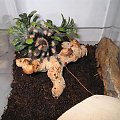 B.Smithi L8 (2)