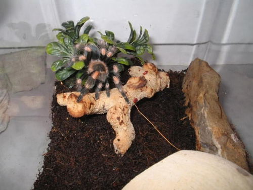 B.Smithi L8 (2)