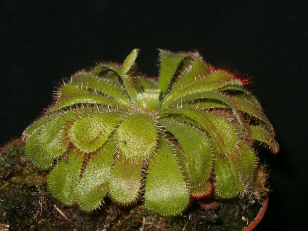 Drosera alicjae