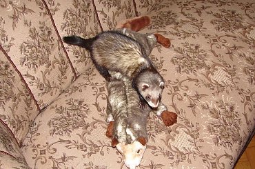 #tchórz #tchórzofretka #fretka