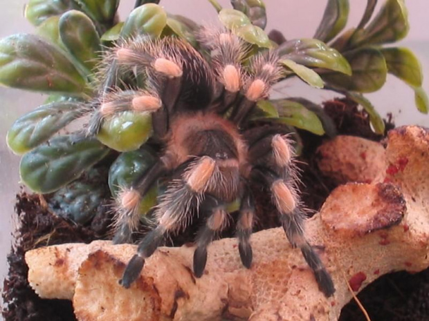 B.Smithi L8