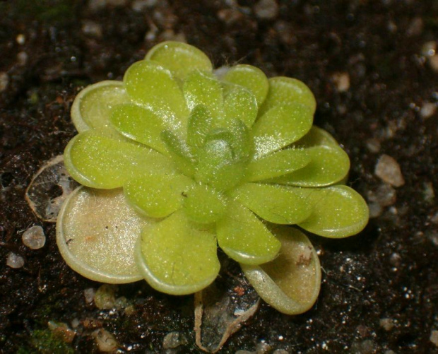 Tłustosz pinguicula esseriana, na razie mały i nie wybarwiony, jak będę mieć lepsze zdjęcie to zamienię :)