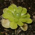 Tłustosz pinguicula esseriana, na razie mały i nie wybarwiony, jak będę mieć lepsze zdjęcie to zamienię :)