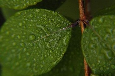 #rośliny #krople #zieleń #makro #natura #liście #drzewa
