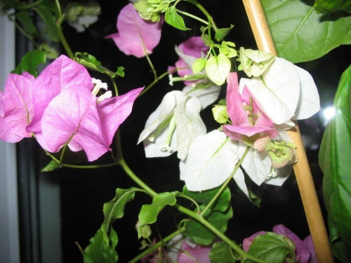 Zdjęcia dziwnej Bugenvillii, mającej przylistki w kolorach białym i różowym a także dwubarwne na jednej roślinie. Autor nie ma żadnych ambicji artystycznych a zdjęcia służą wyłącznie celom dokumentacyjnym. #bugenvilla #kwiaty