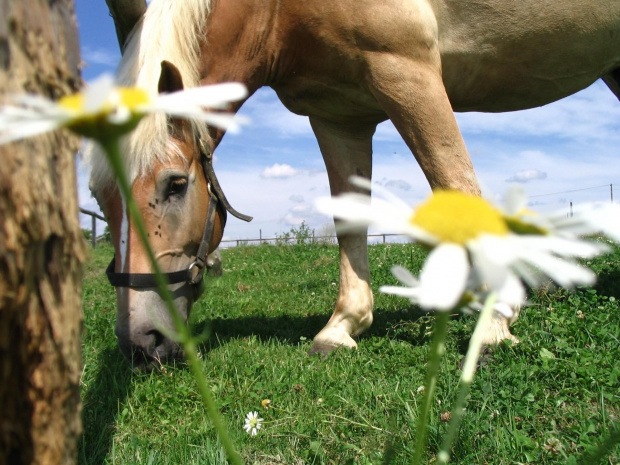 Haflinger i stokrotki