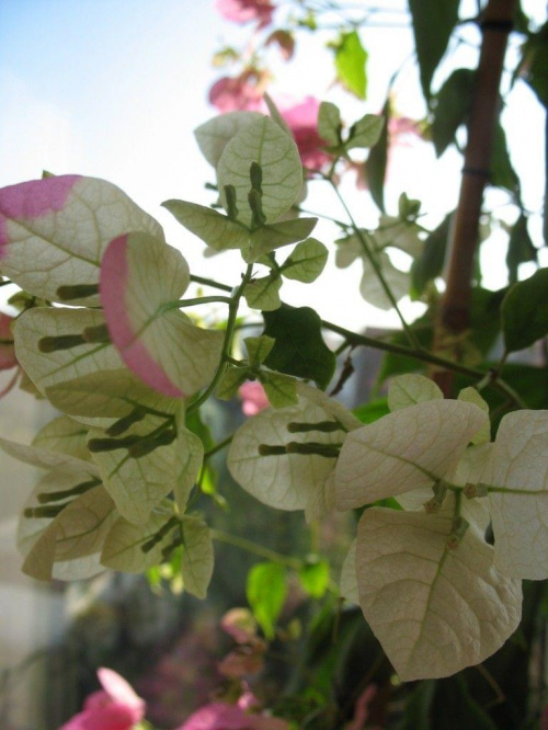 Zdjęcia dziwnej Bugenvillii, mającej przylistki w kolorach białym i różowym a także dwubarwne na jednej roślinie. Autor nie ma żadnych ambicji artystycznych a zdjęcia służą wyłącznie celom dokumentacyjnym. #bugenvilla #kwiaty