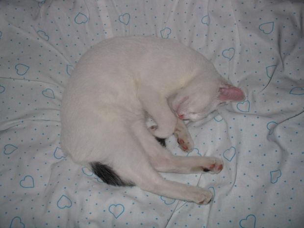 Lubię tak spać :) #kot #kotka