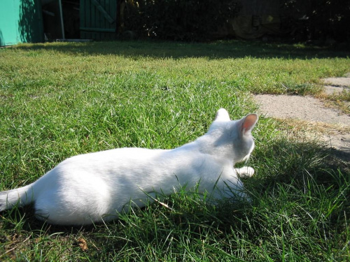 Co tez piszczy w trawie... :) #kot #kotka