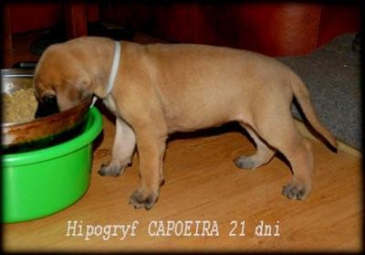 Hipogryf CAPOEIRA