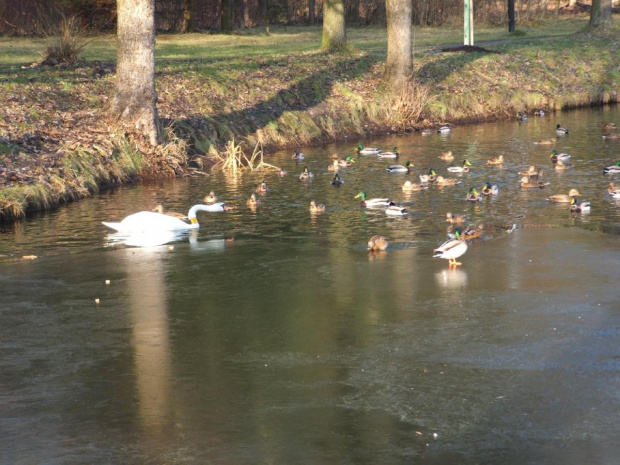 kaczki na lodzie i wodzie