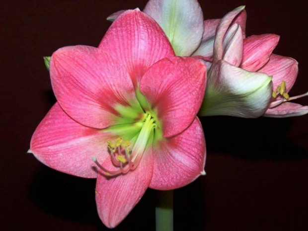 Hippeastrum Susan #Hippeastrum #kwiaty