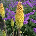 #Kniphofia