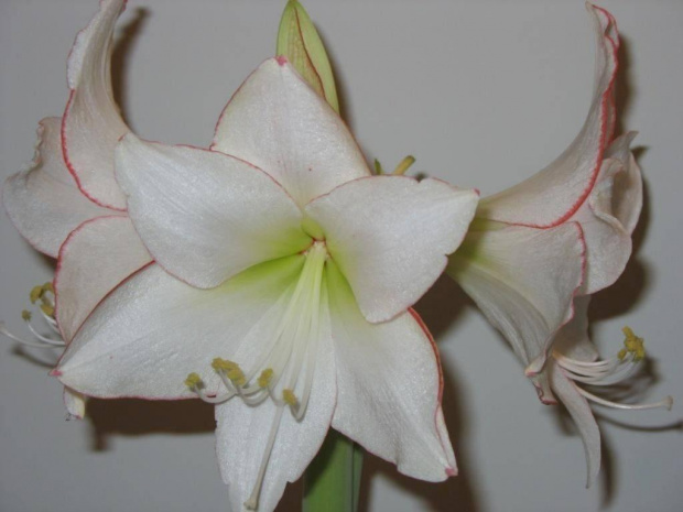 #Hippeastrum #kwiaty #Picotte