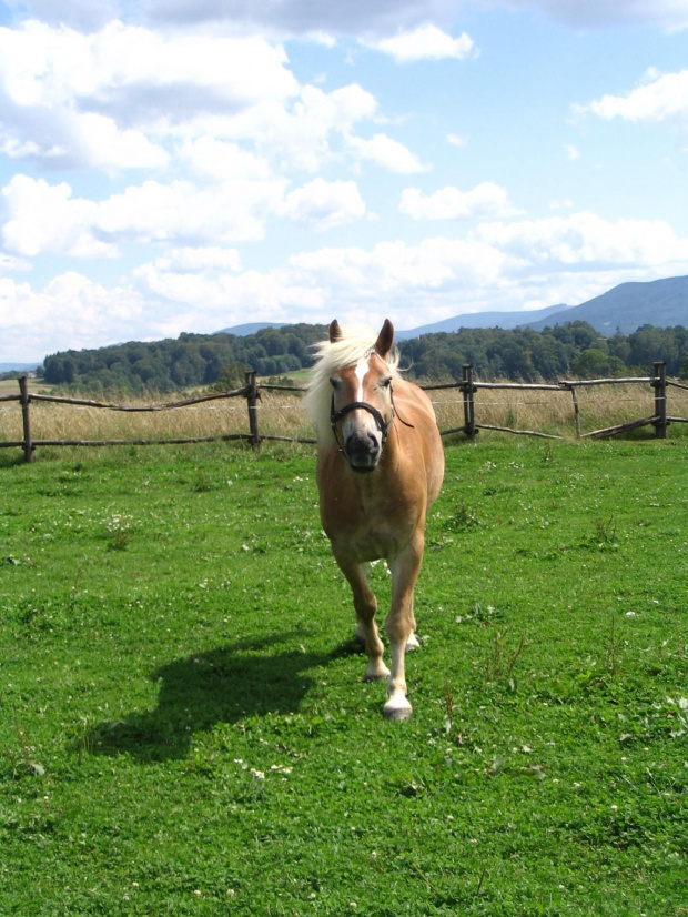 Haflinger na łące