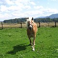 Haflinger na łące