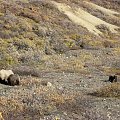 #zwierzęta #Alaska #niedźwiedzie