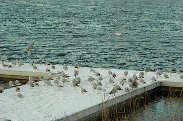 MALTA POZNAŃ - ŚNIEG NA MALCIE - 25-01-2007 #MALTAPOZNA #ŚNIEGNAMALCIE #Malta #jezioro #Śnieg2007