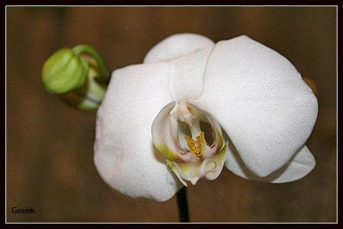#makro #orchidee #kwiaty