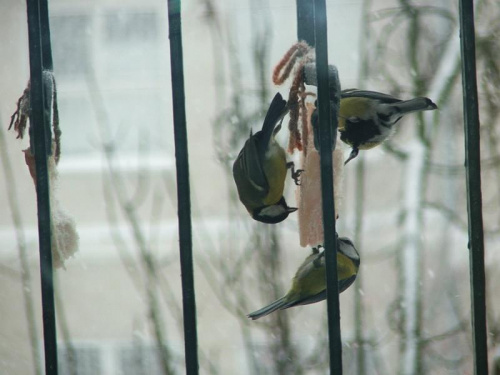 Obserwacje Kotki Szarutki #ptak #ptaki #sikora #sikorka