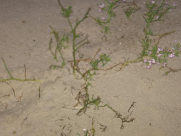 mikołajek na plaży